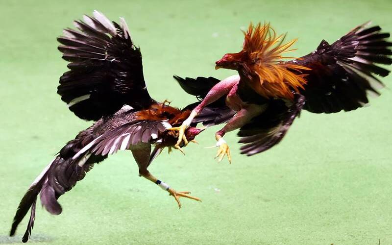 Tôi có thể chơi các game trực tuyến đạt chuẩn Ku11 ở đâu? - Ku11