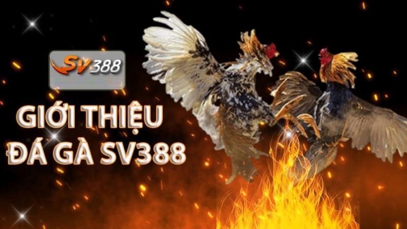 Hướng dẫn đơn giản để gia nhập Ok9 - Ok9